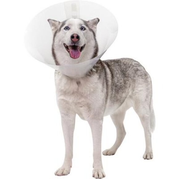 Pivetal Baxter Clear Size 25 Elizabethan collar ecollar dog recovery collar cone - Picture 7 of 7
